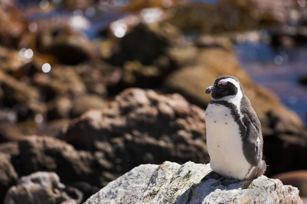 Jackass Penguins (Spheniscus demersus) — Stock Photo, Image