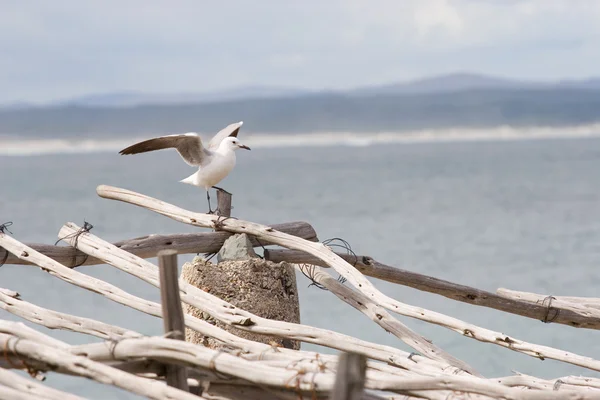 Seagull sitting on wooden post — Stock Photo, Image