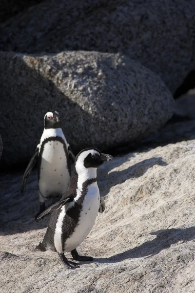 Jackass Penguins (Spheniscus demersus) — Stock fotografie