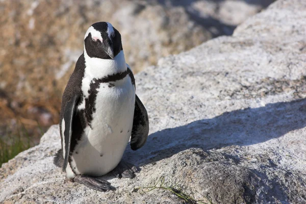 Jackass pingwiny (Spheniscus demersus) — Zdjęcie stockowe