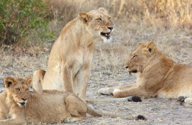 Yalancılık aşağı dişi aslan (Panthera Leo)