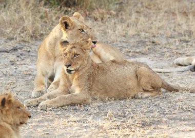 Yalancılık aşağı dişi aslan (Panthera Leo)