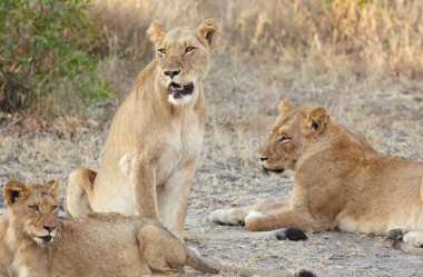 Yalancılık aşağı dişi aslan (Panthera Leo)