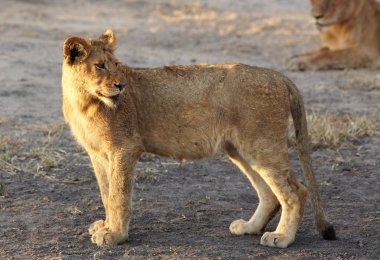 Yalancılık aşağı dişi aslan (Panthera Leo)