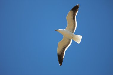 yükselen cape martı