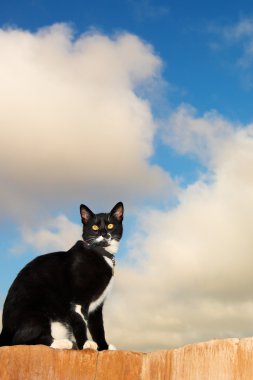 bir duvarda oturan siyah beyaz bir kedi.