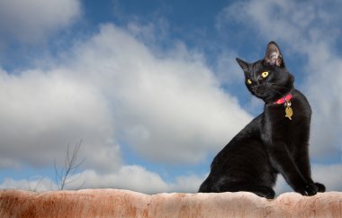 bir duvara kara kedi