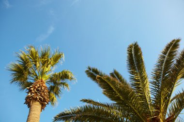 Açık mavi gökyüzü güneşli bir karşı uzun palmiye ağacı