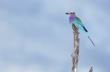 Leylak göğüslü silindiri