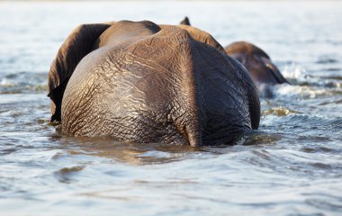A herd of African elephants on the banks of the Chobe River in Botswana clipart