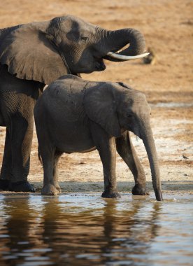 Botsvana chobe nehir kıyısında Afrika fil sürüsü