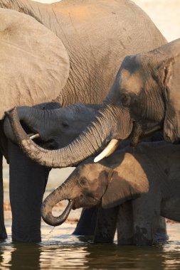 Botsvana içme suyu chobe nehir kıyısında Afrika fil sürüsü