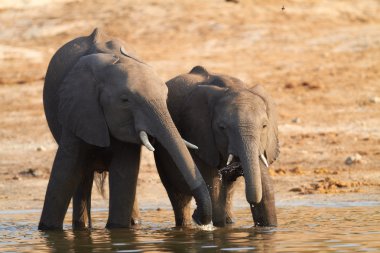 genç ve yaşlı filler Botswana'da chobe nehir kıyısında