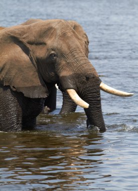 Afrika filleri