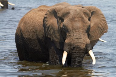 Afrika filleri