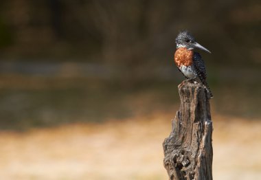 The lesser seen Giant Kingfisher male (Megaceryle maximus) clipart