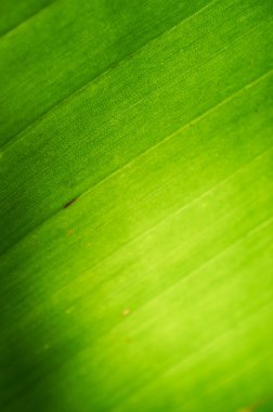 arka plan doku bir palmiye yaprağı