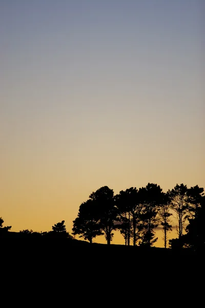 Silhouette di alberi al tramonto — Foto Stock