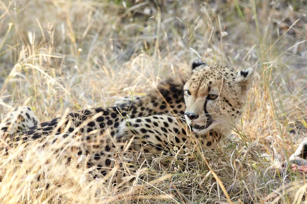 Young cheetah — Stock Photo, Image