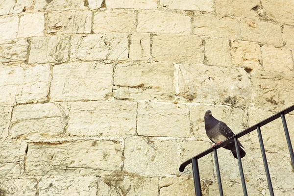 Pigeon on a railing — Stock Photo, Image