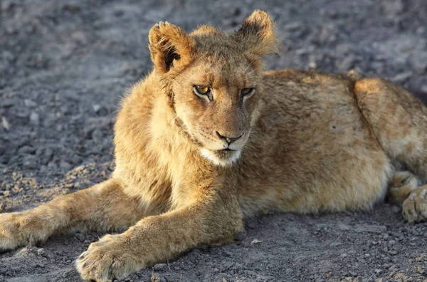 Lioness (Panthera Leo) lying down — Stock Photo, Image
