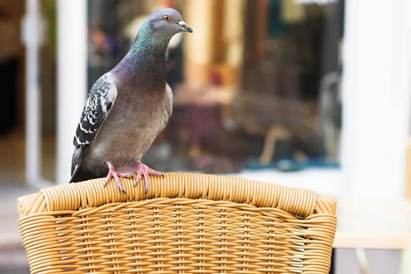 A pigeon on a chair — Stock Photo, Image