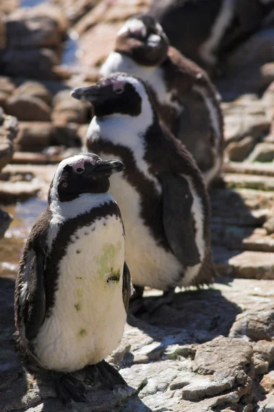 Jackass Penguins (Spheniscus demersus) — Stock fotografie