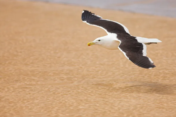 Cape Gull (Larus Vetula) — Stock Photo, Image