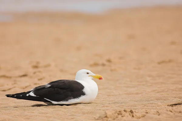 Gaviota del Cabo (Larus Vetula ) — Foto de Stock