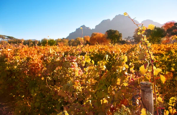 Autumn leaves on the vines in the vineyards at Boschendal, Western Cape, South Africa — Stock Photo, Image