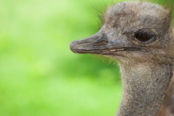 Hairy head of an old ostrich. — Stock Photo, Image