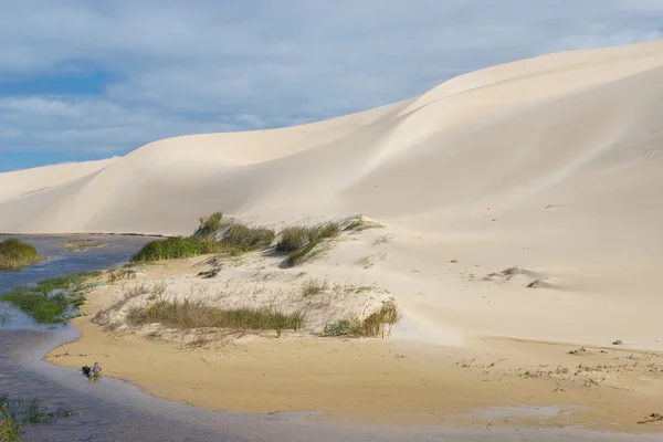 River next to the sand dunes — Stock Photo, Image