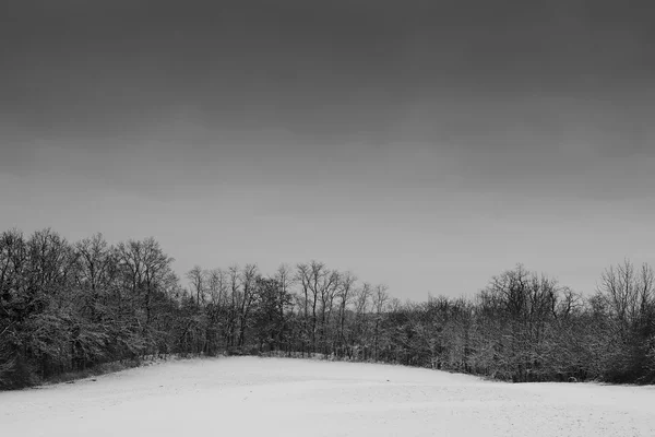 Árvores sem folhas em uma paisagem nevada na Alemanha — Fotografia de Stock