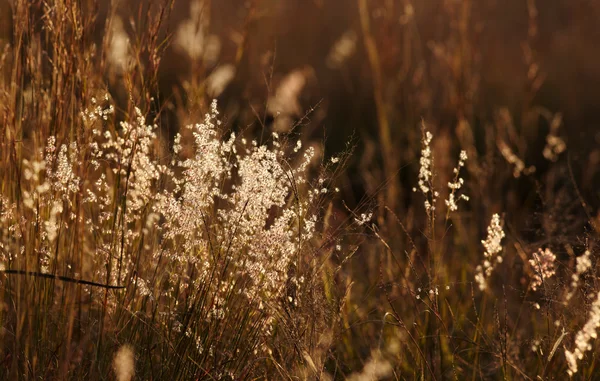 Graines d'herbe légères et duveteuses dans la dernière lumière du coucher du soleil — Photo