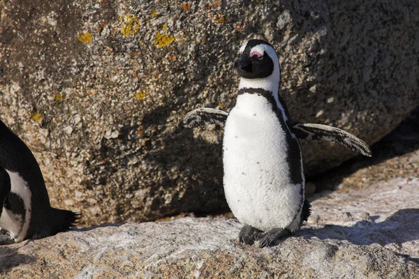 Jackass pingwiny (Spheniscus demersus) — Zdjęcie stockowe