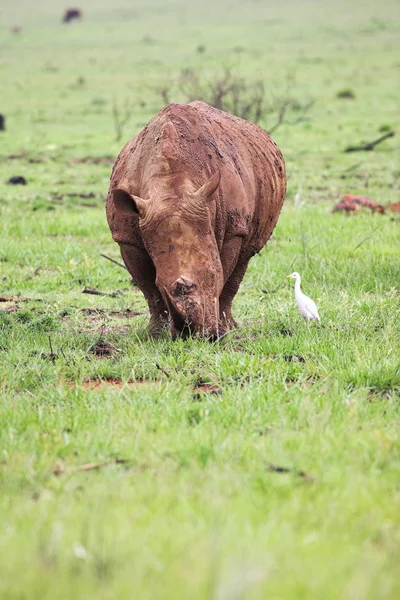 Young rhinoceros feeding on fresh green grass in the Rietvlei Dam nature reserve, South Africa — Stock Photo, Image