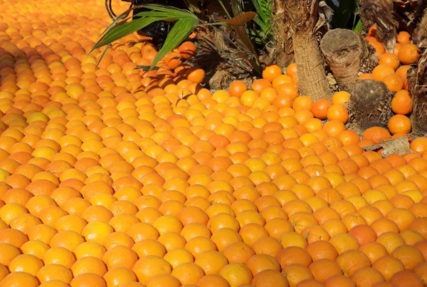 Oranges and a tree. — Stock Photo, Image