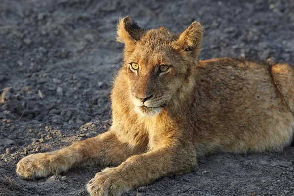 Lioness (Panthera Leo) lying down — Stock Photo, Image