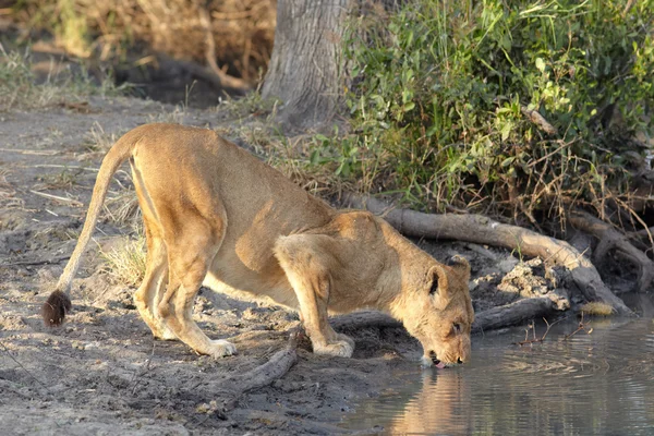 Young lioness cub drinking water — Stock Photo, Image