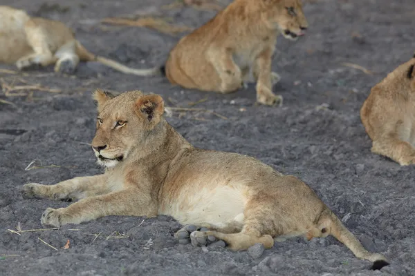 Lioness (Panthera Leo) lying down — Stock Photo, Image