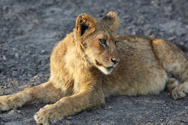 Lioness (Panthera Leo) lying down — Stock Photo, Image
