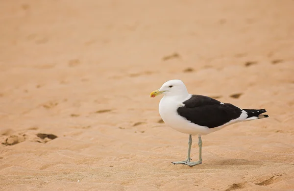 Gaviota —  Fotos de Stock