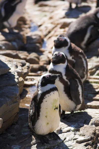 Jackass Penguins (Spheniscus demersus) — Stock fotografie