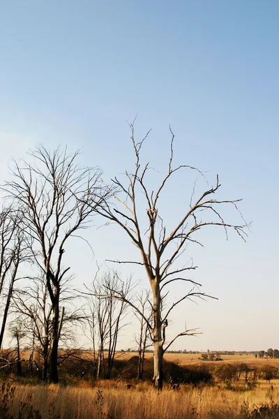 Alberi in un campo — Foto Stock