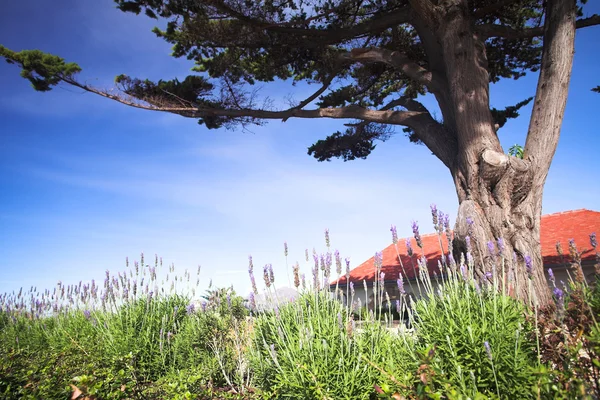 Arbustos de lavanda púrpura y verde bajo un gran árbol —  Fotos de Stock