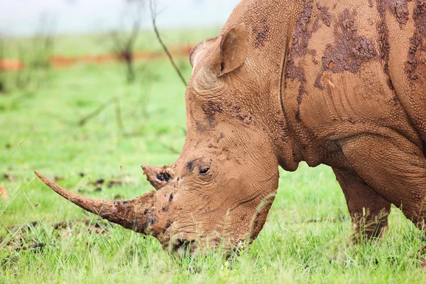 Un rinoceronte joven que se alimenta de hierba verde fresca en la reserva natural de la presa Rietvlei en Sudáfrica — Foto de Stock