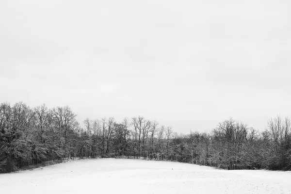 Avlövade träd på ett snöigt landskap i Tyskland — Stockfoto