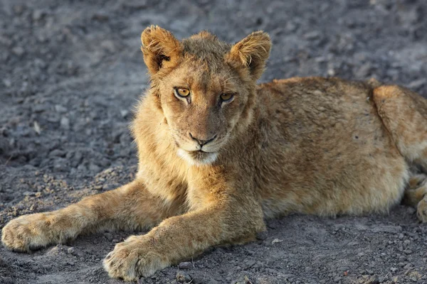 Leeuwin (Panthera Leo) liggen — Stockfoto