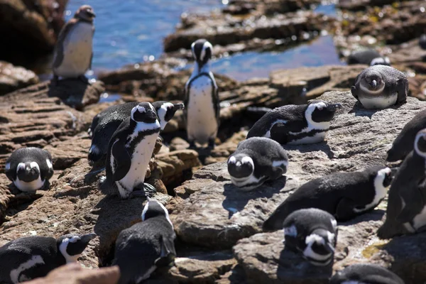 Jackass penguen (Spheniscus demersus) — Stok fotoğraf