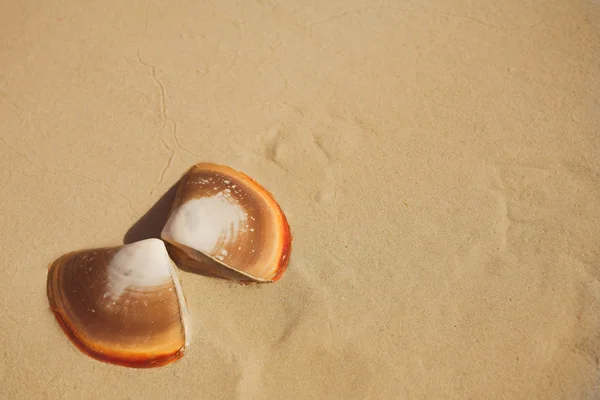 Two halves of a butterfly shell lying on wet sand on the beach next to the sea — Stock Photo, Image